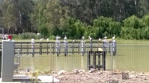 Pelicans watching for a meal at Lock 9.