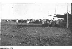 This image from the State Library of SA collection depicts race goers sheltering from the sun at an event possibly similar to the ones at Lock 4.